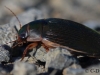 08 Wasserkäfer 08.08.2016