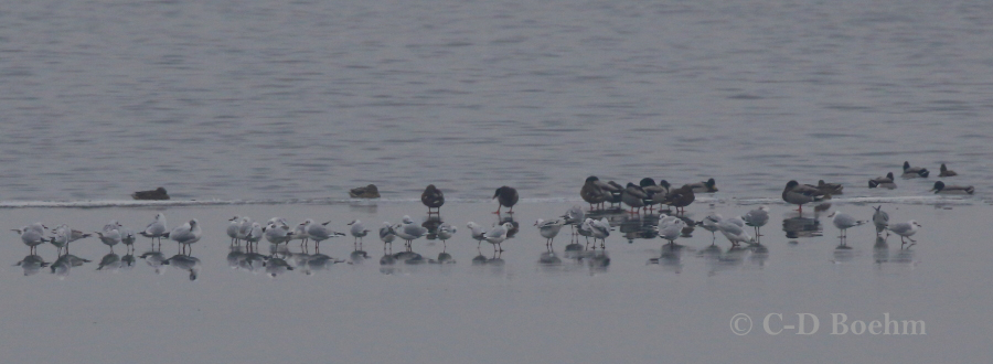05 Moewen und Enten  03.02.2017