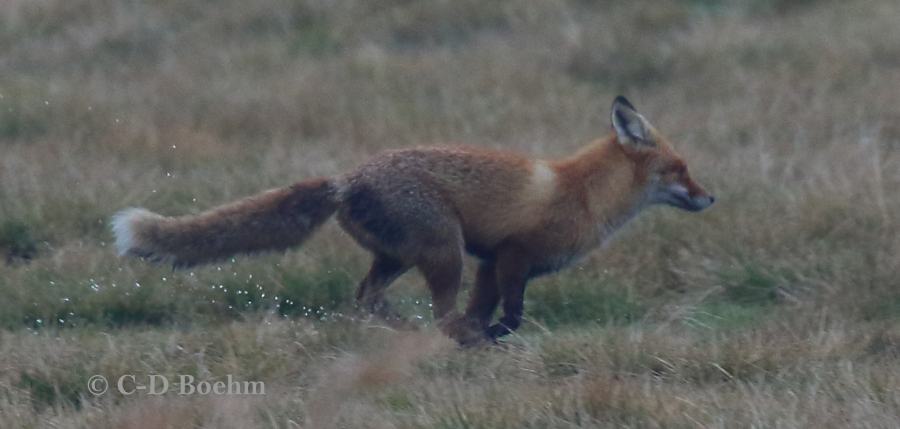 06 Fuchs 03.02.2017