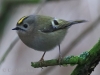 04 Wintergoldhaehnchen  03.02.2017