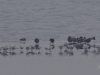 05 Moewen und Enten  03.02.2017