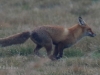 06 Fuchs 03.02.2017