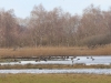 11  Ansicht v. Heud. noerdl. 05.03.2017 - Kopie