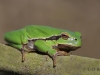 02 Laubfrosch 27.03.2017