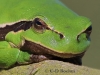 03  Laubfrosch 27.03.2017