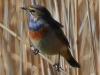 04 Blaukehlchen  27.03.2017