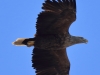 05 Seeadler ad.  27.03.2017