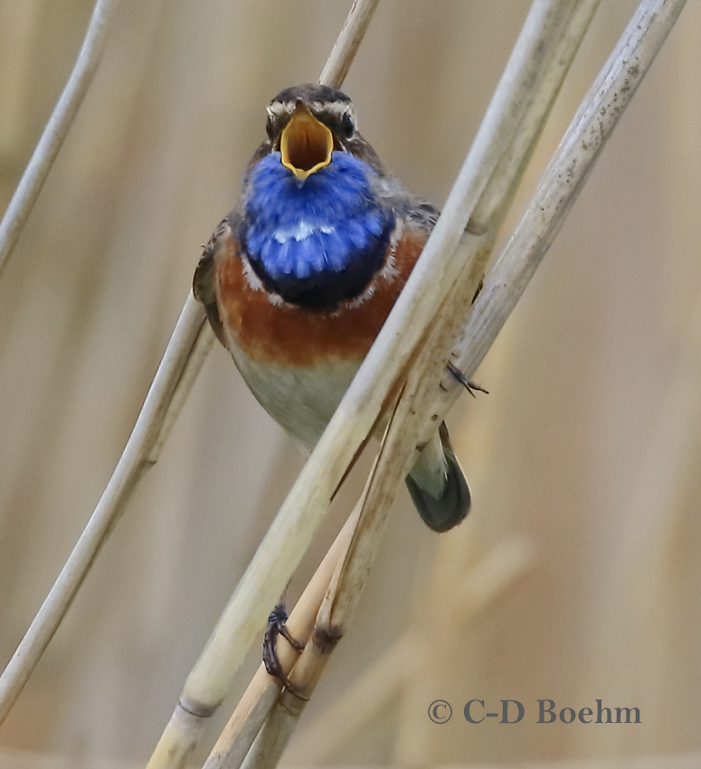 01 Blaukehlchen  Pa. 26.04.2017