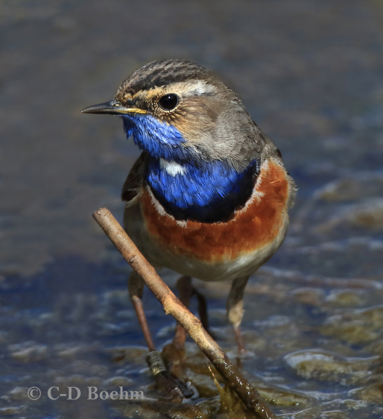 02 Blaukehlchen  Pa. 26.04.2017