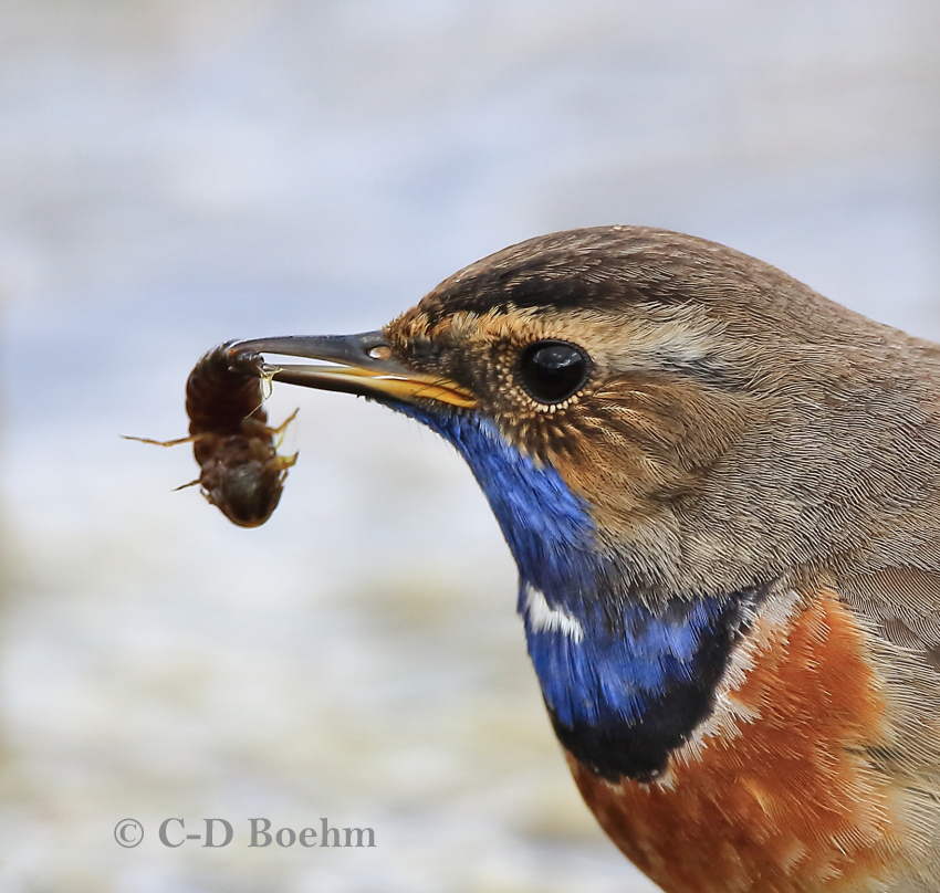 03 Blaukehlchen Pa. 26.04.2017