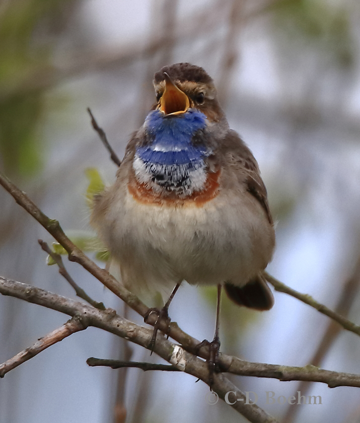 04 Blaukehlchen  2. 26.04.2017