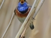 01 Blaukehlchen  Pa. 26.04.2017