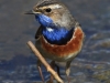 02 Blaukehlchen  Pa. 26.04.2017
