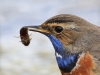 03 Blaukehlchen Pa. 26.04.2017