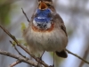 04 Blaukehlchen  2. 26.04.2017