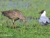 04 Großer Brachvogel 18.05.2017 m.K,