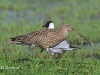 05 Großer Brachvogel 18.05.2017 m.K.