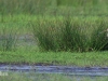 06 Großer Brachvogel 18.05.2017 m.K,