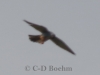 01 Rotfußfalke 22.05.2017 m.K.