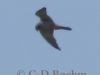 02 Rotfußfalke 22.05.2017 m.K.