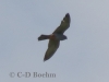 03 Rotfußfalke 22.05.2017 m.K.