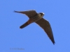 05 Baumfalke 22.05.2017 m.K.