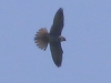 01 Rotfußfalke 26.05.2017