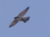 02 Rotfußfalke 26.05.2017