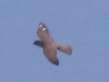 03 Rotfußfalke 26.05.2017