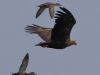 01 Seeadler w. 29.05.2017