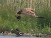 03 Seeadler w. 29.05.2017
