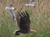 04 Seeadler w. 29.05.2017