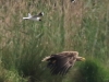 05 Seeadler w. 29.05.2017