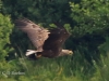 06 Seeadler w. 29.05.2017