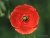 08 Mohnblume 05.06.2017 m.K.