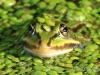 09 Teichfrosch 05.06.2017 m.K.