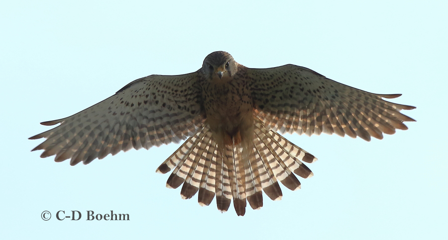07 Turmfalke 03.07.2017