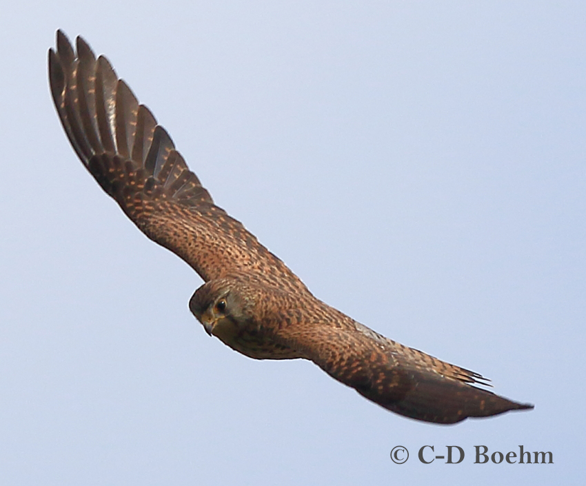 08 Turmfalke 03.07.2017