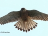 07 Turmfalke 03.07.2017