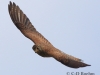 08 Turmfalke 03.07.2017