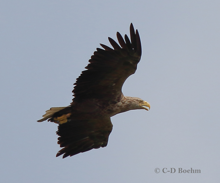 01 Seeadler maen. W2-71  31.07.2017
