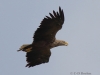 01 Seeadler maen. W2-71  31.07.2017