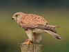 04 Turmfalke dj. 21.08.2017