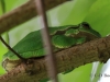 05 Laubfrosch. 26.08.2017 m.K