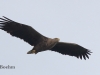09 Seeadler 15.09.2017 m.K