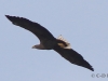 04 Seeadler ad. 12.10.2017