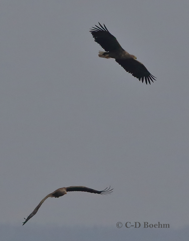 03 Seeadler ad NEU .23.12.2017 m.K