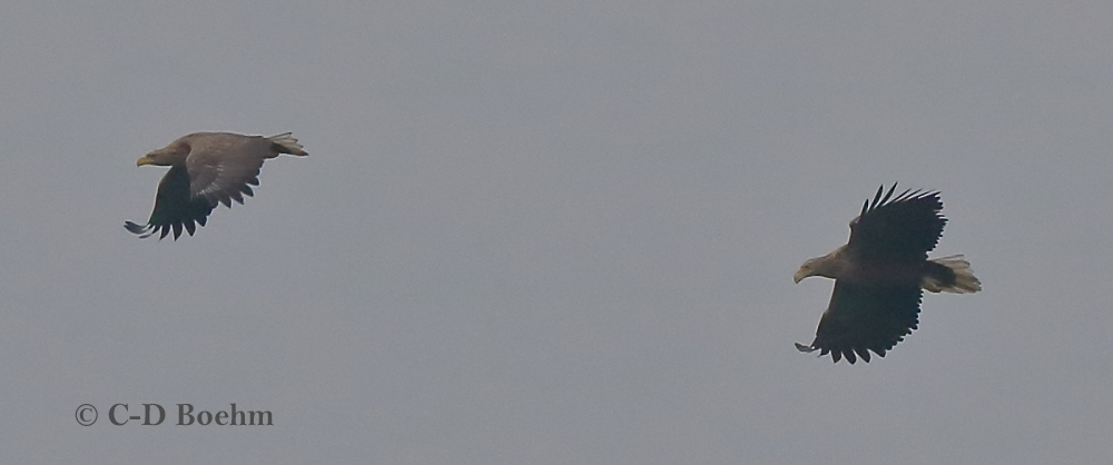 04 Seeadler ad NEU .23.12.2017m.K