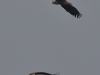 03 Seeadler ad NEU .23.12.2017 m.K