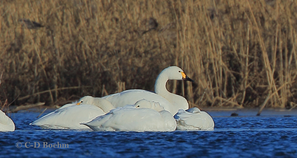 01 Zwergschwan 08.01.2018m.K